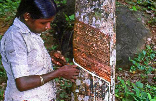 Rubber Industry in Srilanka